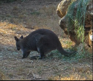 Menorca zoo