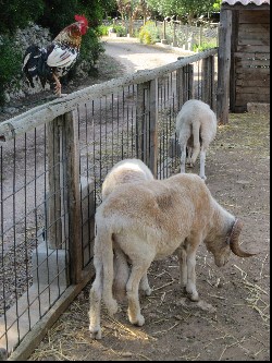 goats Menorca Zoo