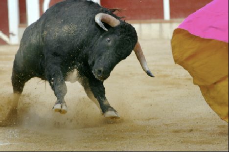 Bullfight 