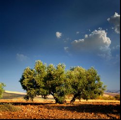 Spanish Olive oil bearing tree resplendent in the afternoon sun