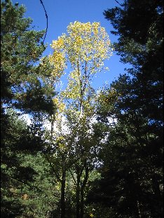 Cercedilla national park