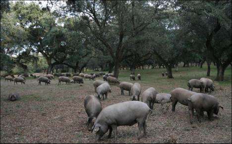 Jamones ibericos - Iberian pigs in the ideal surrounds amongst Oak trees Jamones ibericos - Iberian pigs in the ideal surrounds amongst Oak trees